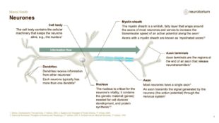 Mental Health – Fundamentals of Neurobiology – slide 4